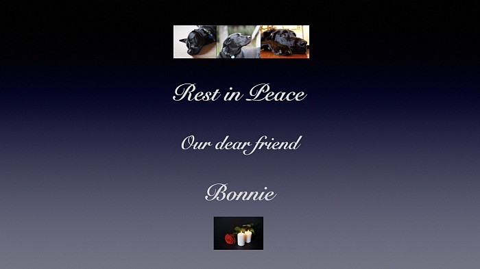 Bonnie, our beloved centre pet, has gone to heaven. RIP...